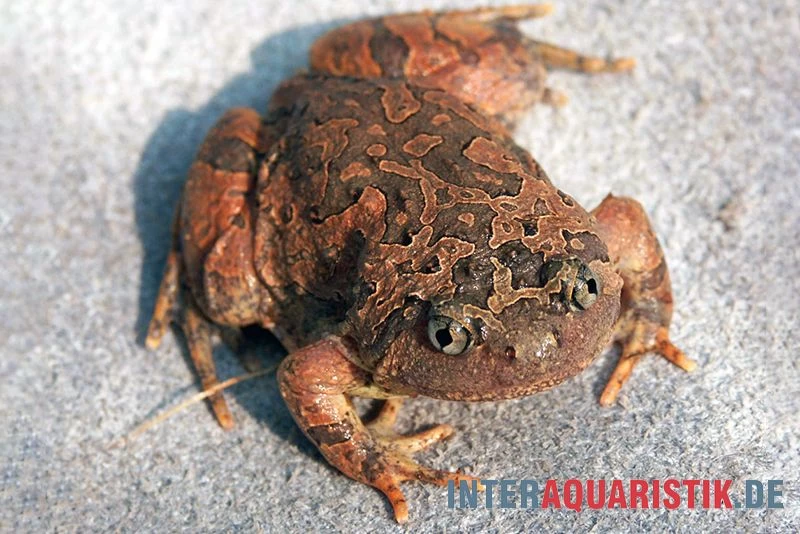 Roter Malaysischer Ochsenfroch, Calluella guttulata Roter Malaysischer Ochsenfroch, Calluella Guttulata -Interaquaristik Verkäufe Roter Malaysischer Ochsenfroch Calluella guttulata