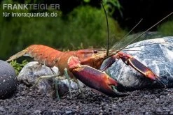 Roter Papuakrebs, Cherax Boesemani (Cherax Red Brick/ Red Chilli)