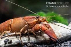 Roter Papuakrebs, Cherax Boesemani (Cherax Red Brick/ Red Chilli) -Interaquaristik Verkäufe Roter Papuakrebs Cherax boesemani Cherax Red Brick 2