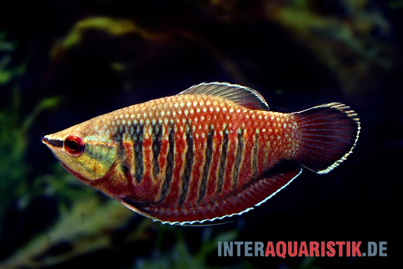 Roter Schokoladengurami, Sphaerichthys vaillanti Roter Schokoladengurami, Sphaerichthys Vaillanti -Interaquaristik Verkäufe Roter Schokoladengurami Sphaerichthys vaillanti 1