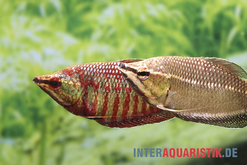 Roter Schokoladengurami, Sphaerichthys vaillanti Roter Schokoladengurami, Sphaerichthys Vaillanti -Interaquaristik Verkäufe Roter Schokoladengurami Sphaerichthys vaillanti 2