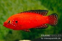 Roter-Turkana-Buntbarsch, Hemichromis Exsul