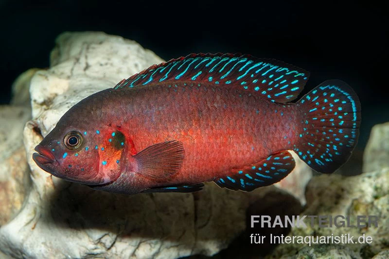 Roter-Turkana-Buntbarsch, Hemichromis exsul Roter-Turkana-Buntbarsch, Hemichromis Exsul -Interaquaristik Verkäufe Roter Turkana Buntbarsch Hemichromis exsul neu 1