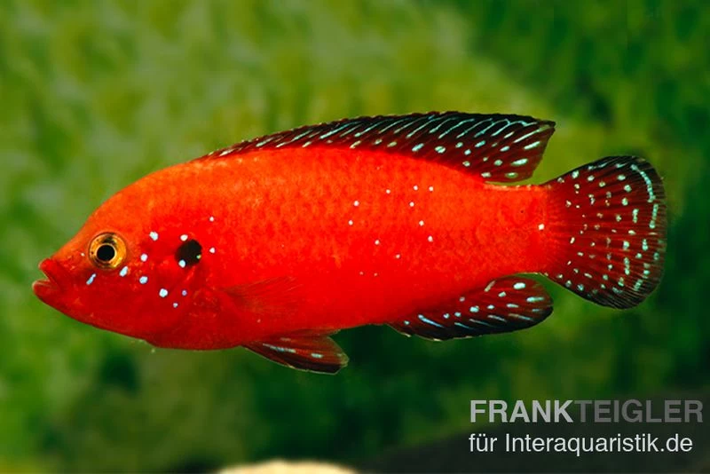 Roter-Turkana-Buntbarsch, Hemichromis exsul Roter-Turkana-Buntbarsch, Hemichromis Exsul -Interaquaristik Verkäufe Roter Turkana Buntbarsch Hemichromis