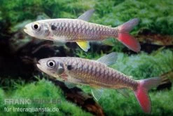 Rotflossen-Glanzsalmler, Chalceus Erythrurus