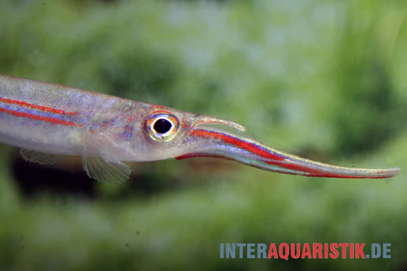 Rotstreifen-Halbschnabelhecht, Hemirhamphodon phaiosoma (kapuasnensis) Rotstreifen-Halbschnabelhecht, Hemirhamphodon Phaiosoma (kapuasnensis) -Interaquaristik Verkäufe Rotstreifen Halbschnabelhecht Hemirhamphodon phaiosoma kapuasnensis 2