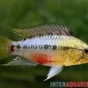 Rotstrich-Zwergbuntbarsch, Apistogramma Hongsloi, Paarweise -Interaquaristik Verkäufe Rotstrich Zwergbuntbarsch Apistogramma hongsloi 1