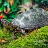 Rückenstreifen-Pelomedusenschildkröte, Pelusios Gabonensis -Interaquaristik Verkäufe Rueckenstreifen Pelomedusenschildkroete Pelusios gabonensis 1