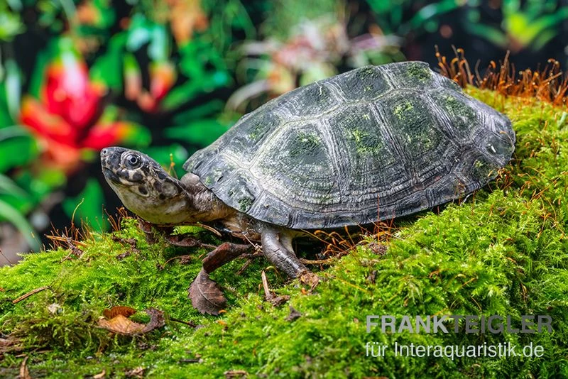 Rückenstreifen-Pelomedusenschildkröte, Pelusios gabonensis Rückenstreifen-Pelomedusenschildkröte, Pelusios Gabonensis -Interaquaristik Verkäufe Rueckenstreifen Pelomedusenschildkroete Pelusios gabonensis 1