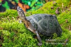 Rückenstreifen-Pelomedusenschildkröte, Pelusios Gabonensis 3 Rückenstreifen-Pelomedusenschildkröte, Pelusios Gabonensis -Interaquaristik Verkäufe Rueckenstreifen Pelomedusenschildkroete Pelusios gabonensis 2