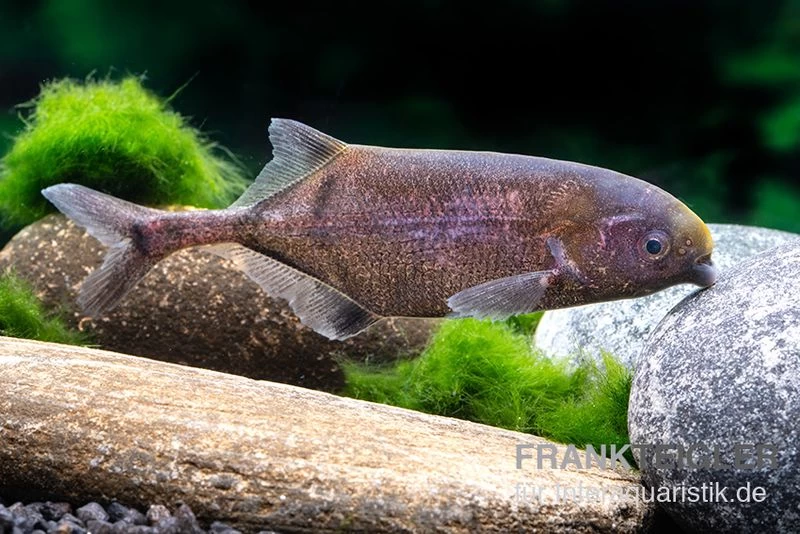 Rundnasen-Zwergnilhecht, Pollimyrus isidori Rundnasen-Zwergnilhecht, Pollimyrus Isidori -Interaquaristik Verkäufe Rundnasen Zwergnilhecht Pollimyrus isidori 1
