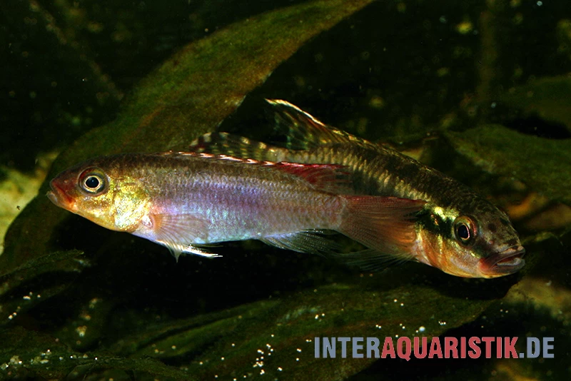 Sabinae-Zwergbuntbarsch, Congochromis sabinae Sabinae-Zwergbuntbarsch, Congochromis Sabinae -Interaquaristik Verkäufe Sabinae Zwergbuntbarsch Congochromis sabinae 1