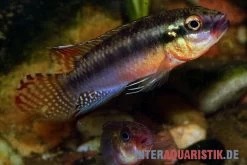 Sabinae-Zwergbuntbarsch, Congochromis Sabinae 5 Sabinae-Zwergbuntbarsch, Congochromis Sabinae -Interaquaristik Verkäufe Sabinae Zwergbuntbarsch Congochromis sabinae 2