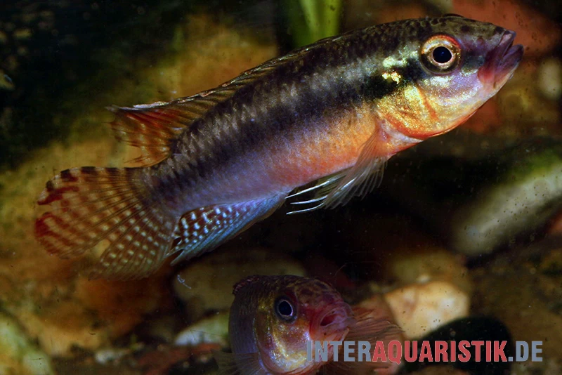 Sabinae-Zwergbuntbarsch, Congochromis sabinae Sabinae-Zwergbuntbarsch, Congochromis Sabinae -Interaquaristik Verkäufe Sabinae Zwergbuntbarsch Congochromis sabinae 2