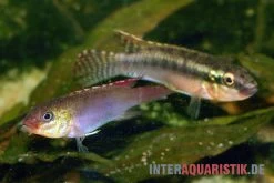 Sabinae-Zwergbuntbarsch, Congochromis Sabinae 4 Sabinae-Zwergbuntbarsch, Congochromis Sabinae -Interaquaristik Verkäufe Sabinae Zwergbuntbarsch Congochromis sabinae 3