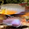 Sabinae-Zwergbuntbarsch, Congochromis Sabinae -Interaquaristik Verkäufe Sabinae Zwergbuntbarsch Congochromis sabinae neu