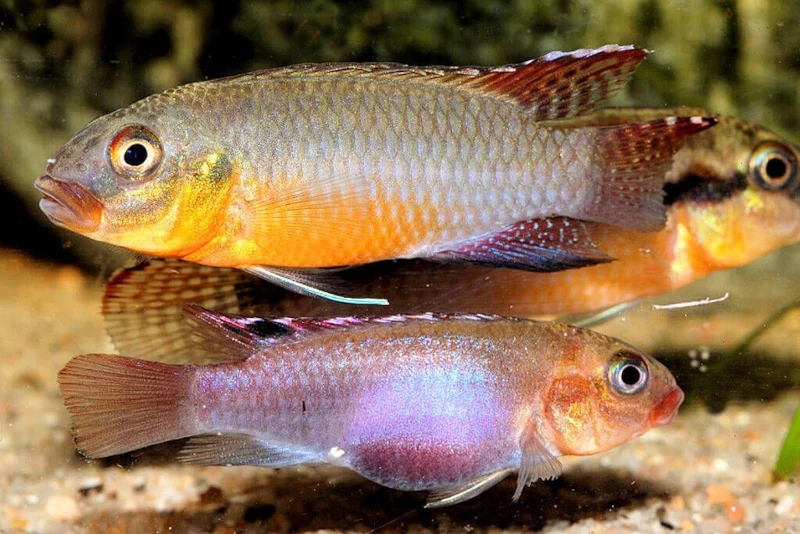Sabinae-Zwergbuntbarsch, Congochromis sabinae Sabinae-Zwergbuntbarsch, Congochromis Sabinae -Interaquaristik Verkäufe Sabinae Zwergbuntbarsch Congochromis sabinae neu