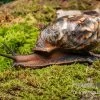 Samt-Achatschnecke, Archachatina Marginata Suturalis "Ikom" -Interaquaristik Verkäufe Samt Achatschnecke Archachatina marginata suturalis Ikom 1