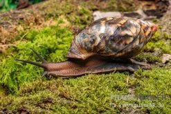 Samt-Achatschnecke, Archachatina Marginata Suturalis "Ikom"