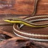 Sandrenn-Natter, Psammophis Elegans -Interaquaristik Verkäufe Sandrenn Natter Psammophis elegans 01
