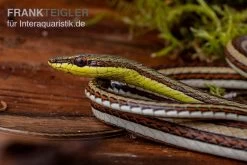 Sandrenn-Natter, Psammophis Elegans -Interaquaristik Verkäufe Sandrenn Natter Psammophis elegans 03