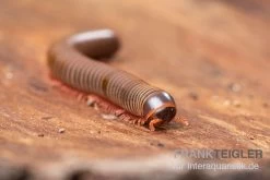 Satun-Tausendfüßer, Spirobolus Sp. "Satun" -Interaquaristik Verkäufe Satun Tausendfuesser Spirobolus sp Satun 3