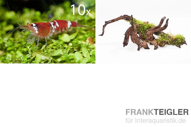 Bundle Scaper Truppe: 10 x Crystal Red Garnele + Mangrovenwurzel mit Moos Bundle Scaper Truppe: 10 X Crystal Red Garnele + Mangrovenwurzel Mit Moos -Interaquaristik Verkäufe Scaper Truppe 10 x Crystal Red Garnele Spiderwood m