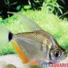 Schillersalmler, Tetragonopterus Argenteus -Interaquaristik Verkäufe Schillersalmler Tetragonopterus argenteus 1