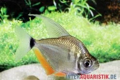 Schillersalmler, Tetragonopterus Argenteus