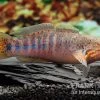 Schläfergrundel, Mogurnda Cingulata 1 Schläfergrundel, Mogurnda Cingulata -Interaquaristik Verkäufe Schlaefergrundel Mogurnda cingulata 1