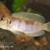 Schneckenbuntbarsch Gold, Lamprologus Ocellatus, DNZ -Interaquaristik Verkäufe Schneckenbuntbarsch gold Lamprologus ocellatus 2
