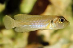 Schneckenbuntbarsch Gold, Lamprologus Ocellatus, DNZ -Interaquaristik Verkäufe Schneckenbuntbarsch gold Lamprologus ocellatus 3
