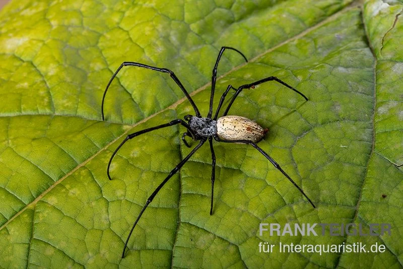 Schwarze Seidenspinne, Nephila kuhlii Schwarze Seidenspinne, Nephila Kuhlii -Interaquaristik Verkäufe Schwarze Seidenspinne Nephila kuhlii 1