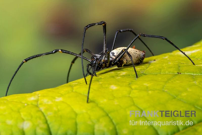 Schwarze Seidenspinne, Nephila kuhlii Schwarze Seidenspinne, Nephila Kuhlii -Interaquaristik Verkäufe Schwarze Seidenspinne Nephila kuhlii 2