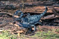 Schwarzer Asiaskorpion, Heterometrus Cyaneus