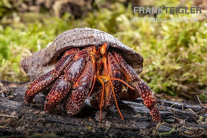 Schwarzer Landeinsiedlerkrebs, Coenobita sp. Black (Größe XL) Schwarzer Landeinsiedlerkrebs, Coenobita Sp. Black (Größe XL) -Interaquaristik Verkäufe Schwarzer Landeinsiedlerkrebs Coenobita sp Black 1