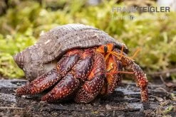 Schwarzer Landeinsiedlerkrebs, Coenobita Sp. Black (Größe XL) 4 Schwarzer Landeinsiedlerkrebs, Coenobita Sp. Black (Größe XL) -Interaquaristik Verkäufe Schwarzer Landeinsiedlerkrebs Coenobita sp Black 3