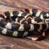 Schwarzgebänderte Wühltrugnatter, Scolecophis Atrocinctus -Interaquaristik Verkäufe Schwarzgebaenderte Wuehltrugnatter Scolecophis atrocinctus 1