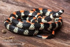 Schwarzgebänderte Wühltrugnatter, Scolecophis Atrocinctus