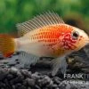 Schwarzkehlbuntbarsch Gold, Apistogramma Viejita Gold, Paarweise -Interaquaristik Verkäufe Schwarzkehlbuntbarsch gold Apistogramma viejita gold paarweise 1