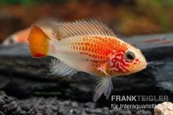 Schwarzkehlbuntbarsch Gold, Apistogramma Viejita Gold, Paarweise -Interaquaristik Verkäufe Schwarzkehlbuntbarsch gold Apistogramma viejita gold paarweise 2