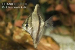 Sebae-Flossenblatt, Monodactylus Sebae 3 Sebae-Flossenblatt, Monodactylus Sebae -Interaquaristik Verkäufe Sebae Flossenblatt Monodactylus sebae 1