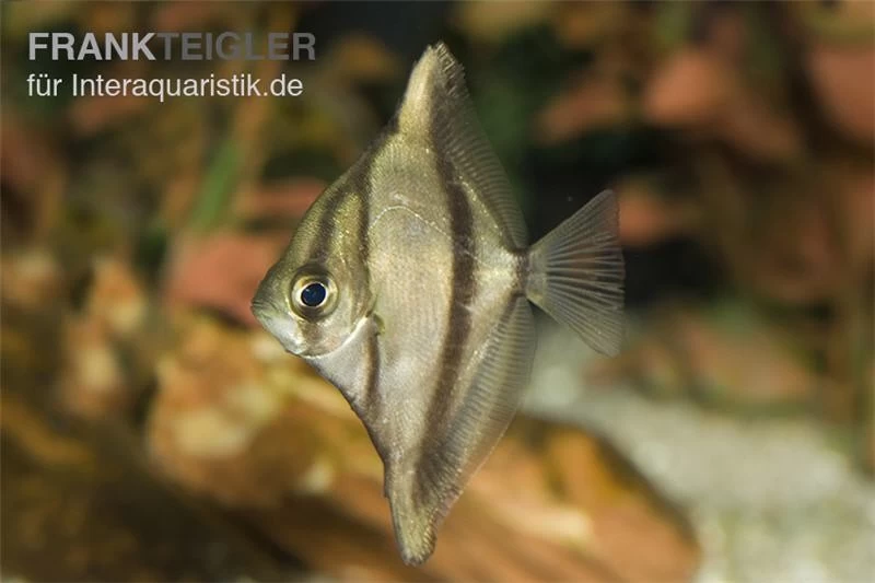 Sebae-Flossenblatt, Monodactylus sebae Sebae-Flossenblatt, Monodactylus Sebae -Interaquaristik Verkäufe Sebae Flossenblatt Monodactylus sebae 1