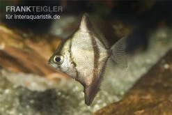 Sebae-Flossenblatt, Monodactylus Sebae 4 Sebae-Flossenblatt, Monodactylus Sebae -Interaquaristik Verkäufe Sebae Flossenblatt Monodactylus sebae 2