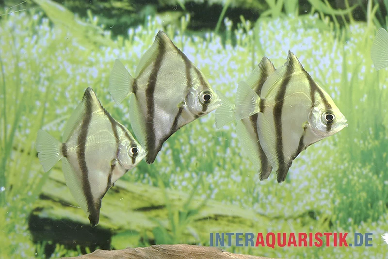 Sebae-Flossenblatt, Monodactylus sebae Sebae-Flossenblatt, Monodactylus Sebae -Interaquaristik Verkäufe Sebae Flossenblatt Monodactylus sebae neu