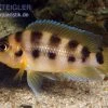 Sechsstreifen-Lamprologus, Neolamprologus Sexfasciatus Gold, DNZ 1 Sechsstreifen-Lamprologus, Neolamprologus Sexfasciatus Gold, DNZ -Interaquaristik Verkäufe Sechsstreifen Lamprologus Neolamprologus sexfasciat