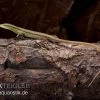 Sechsstreifen-Langschwanzeidechse, Takydromus Sexlineatus -Interaquaristik Verkäufe Sechsstreifen Langschwanzeidechse Takydromus sexlineatus 1