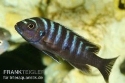 Sechsstreifen-Tilapia, Cynotilapia Afra "Jalo Reef", DNZ -Interaquaristik Verkäufe Sechsstreifen Tilapia Cynotilapia afra 1
