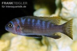 Sechsstreifen-Tilapia, Cynotilapia Afra "Jalo Reef", DNZ -Interaquaristik Verkäufe Sechsstreifen Tilapia Cynotilapia afra 2