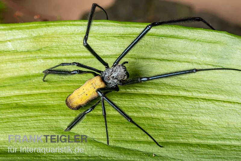 Seidenspinne, Nephila senegalensis Seidenspinne, Nephila Senegalensis -Interaquaristik Verkäufe Seidenspinne Nephila senegalensis 1